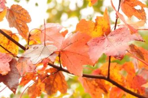 orange leaves on a tree in autumn