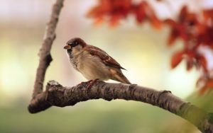 bird sitting on a tree