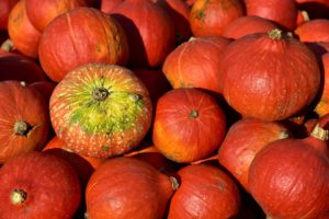 pumpkins in a patch